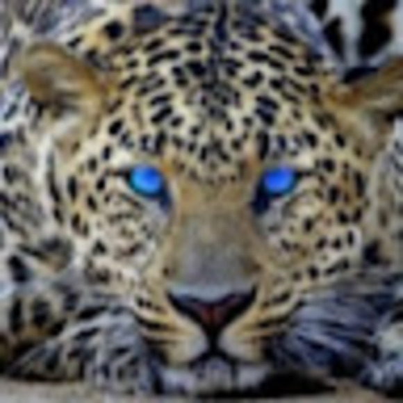 Meet your Posher, Em - Picture 1 of 1